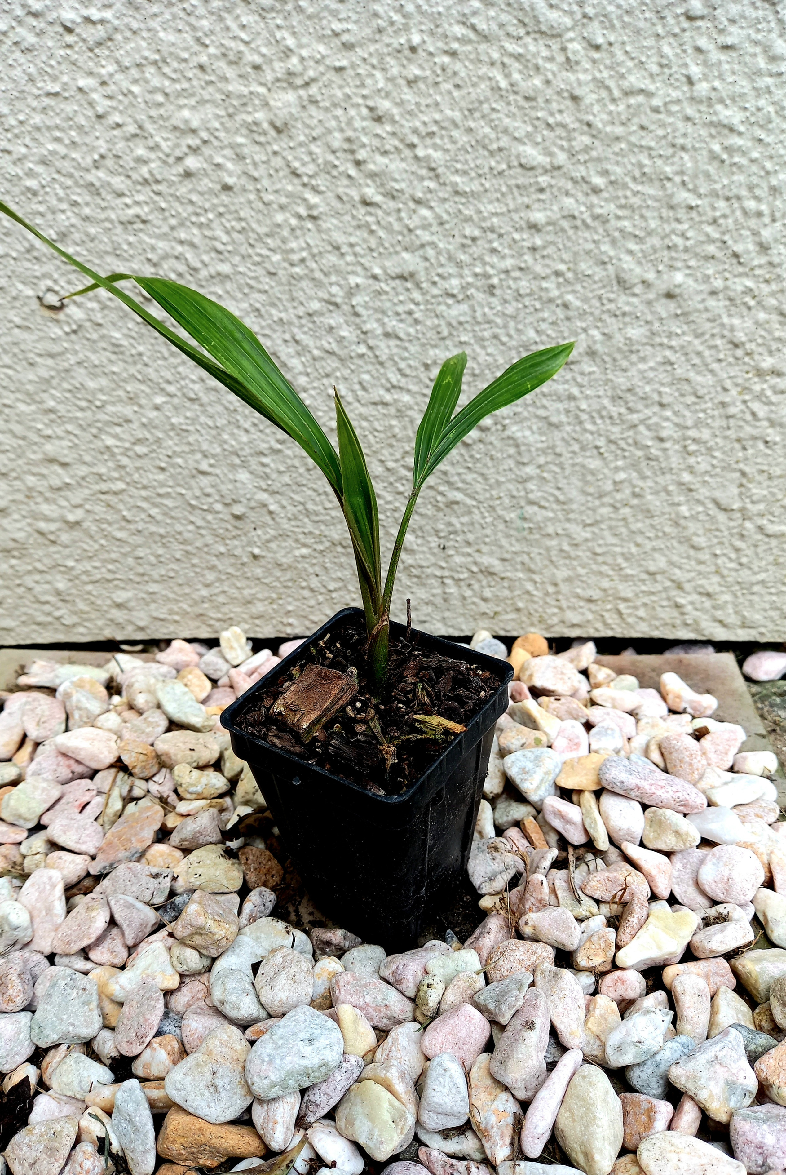 Rhopalostylis sapida (Nikau Palm)