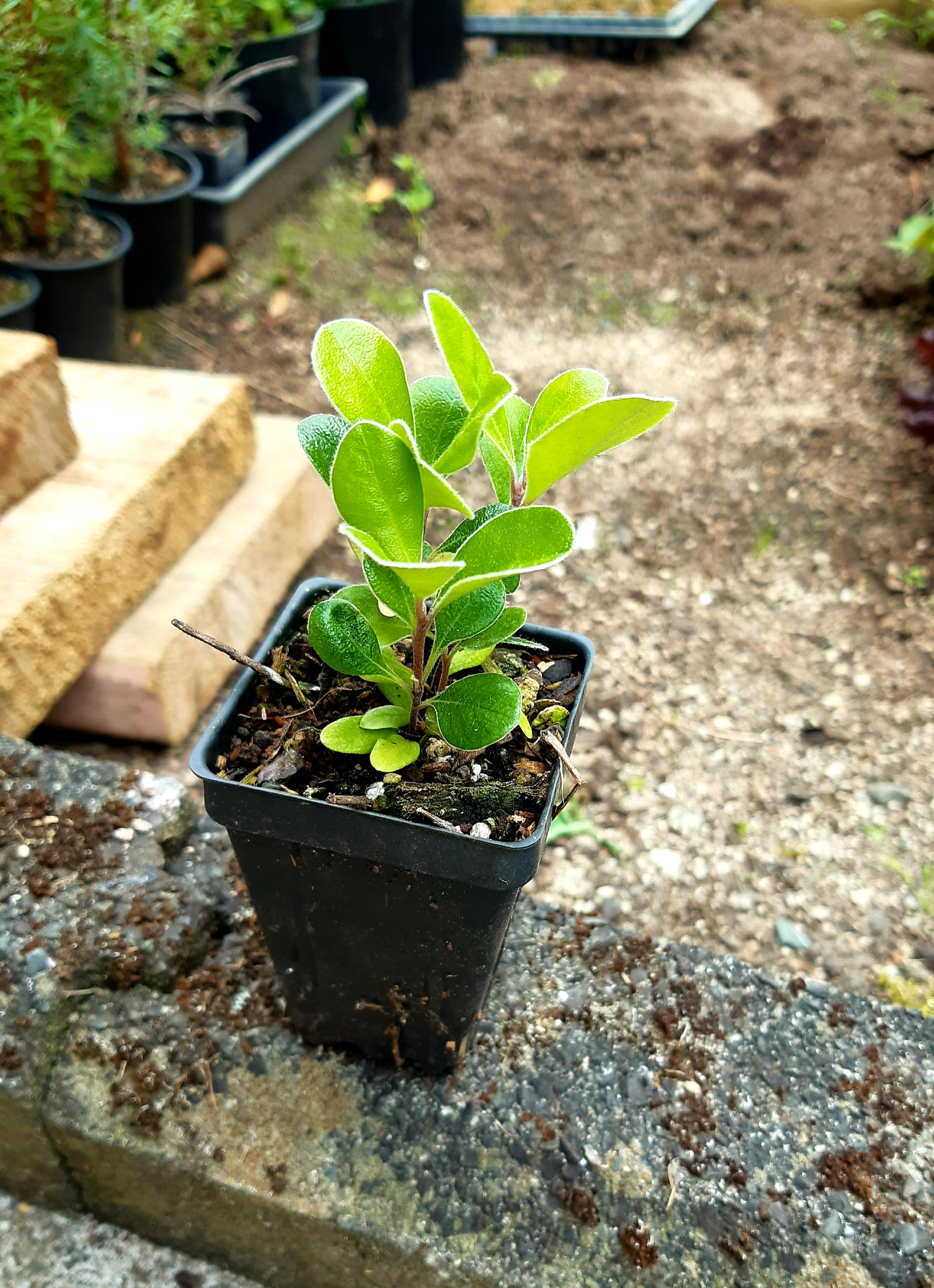 Pittosporum crassifolium Karo