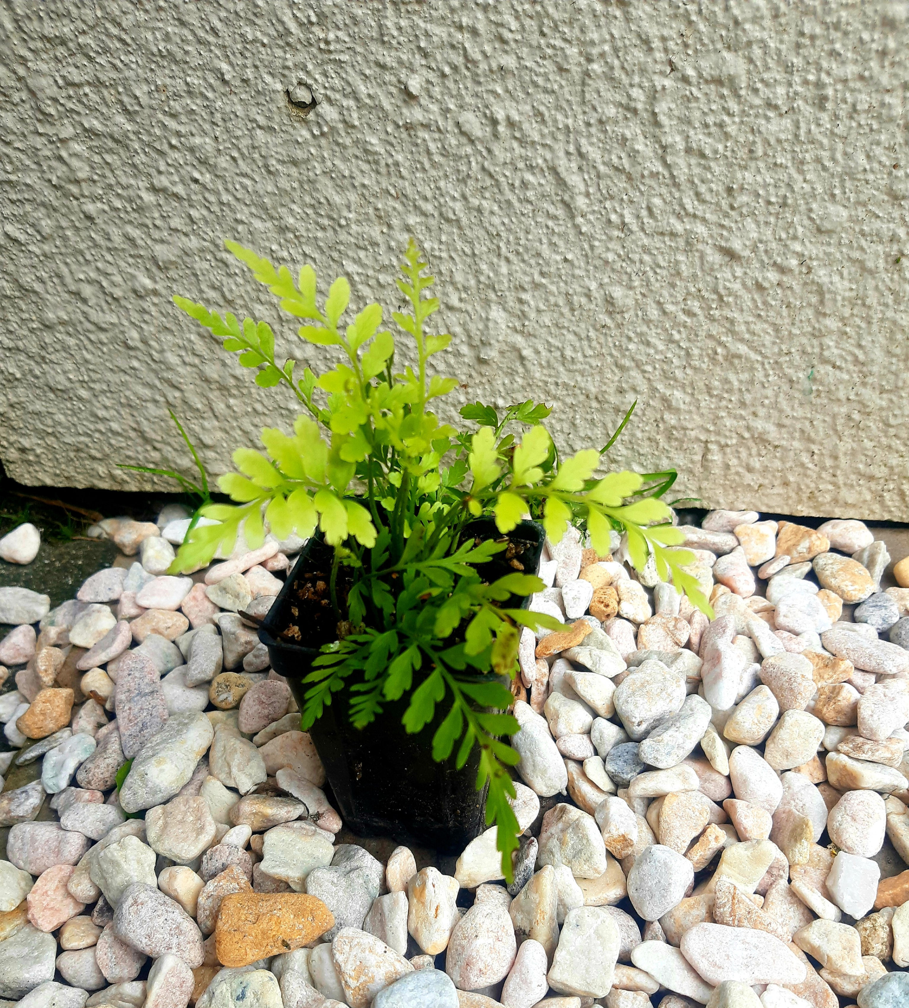 Asplenium bulbiferum (Hen and Chicken Fern)