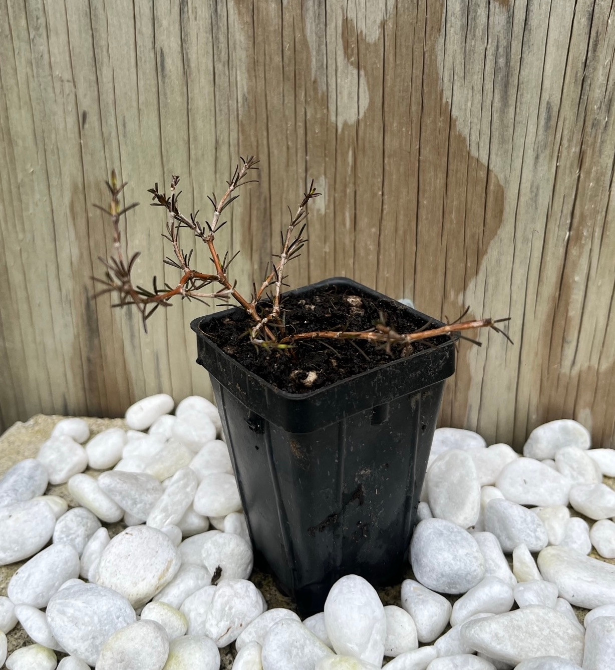 Coprosma acerosa 'Red Rocks'