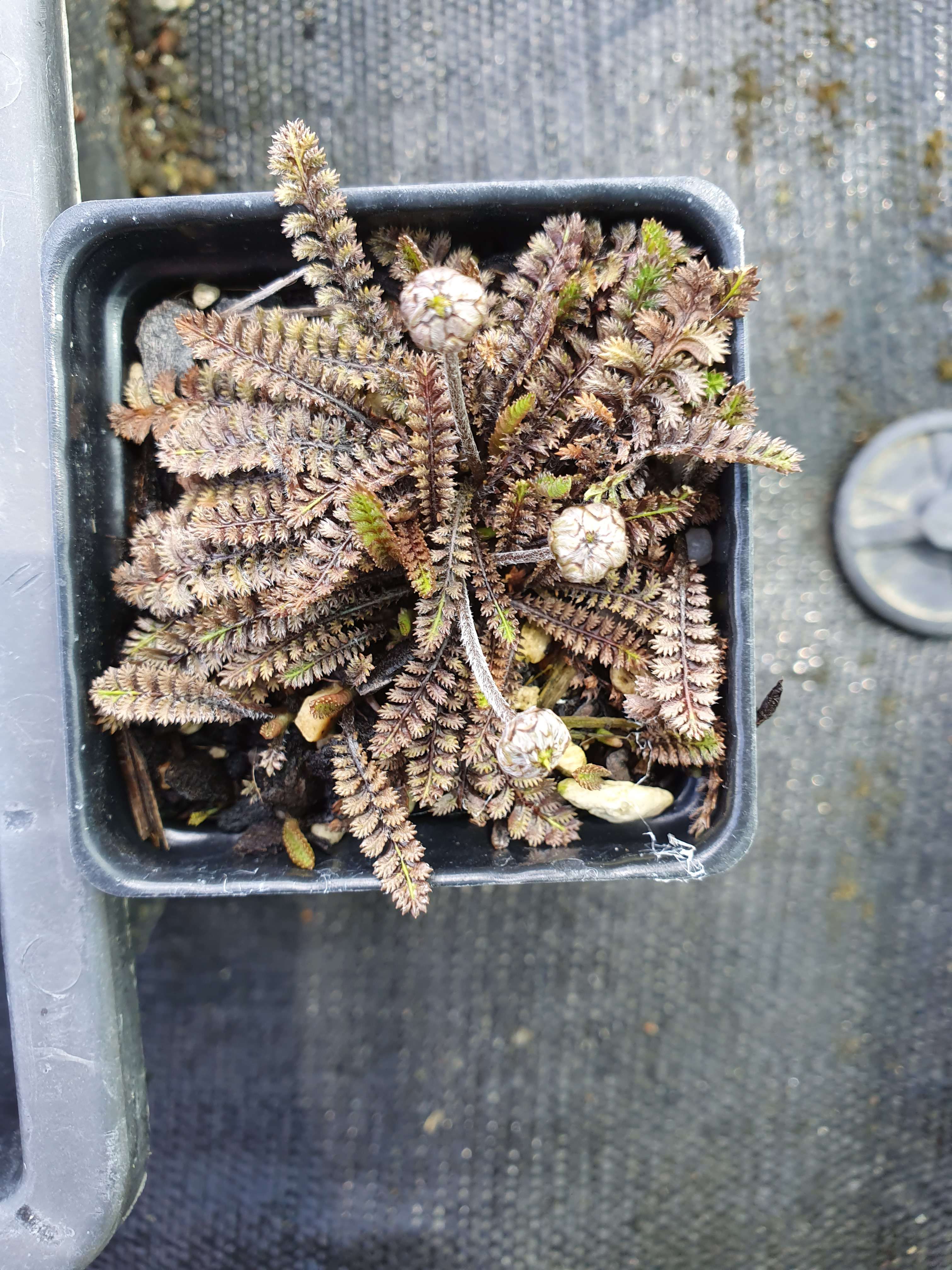 Leptinella pusilla