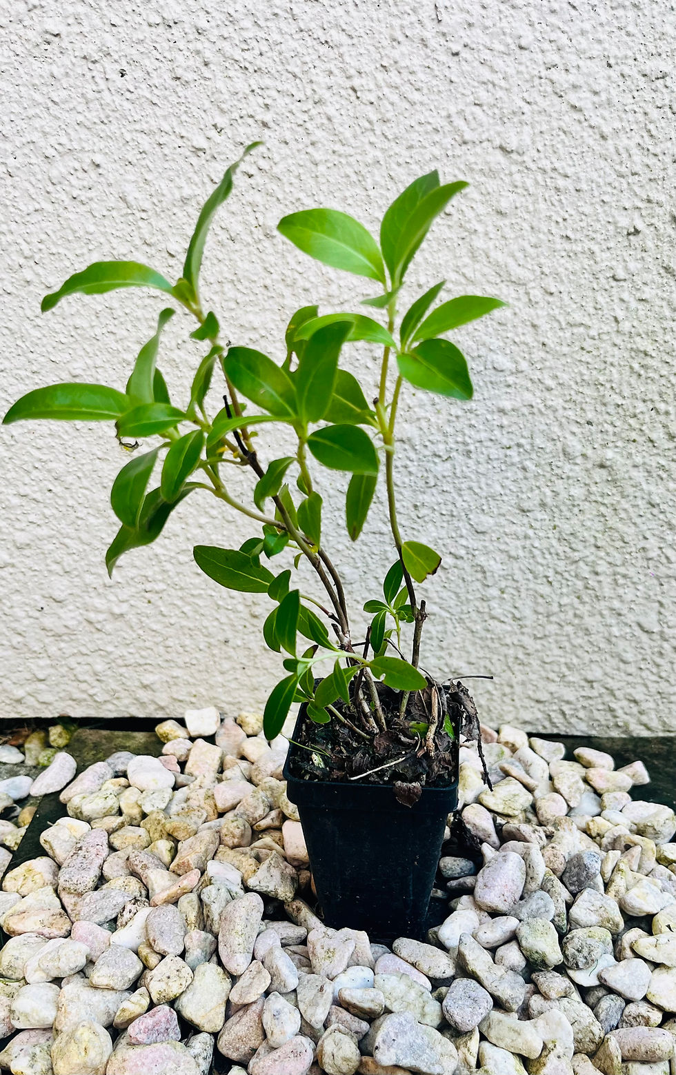 Coprosma robusta