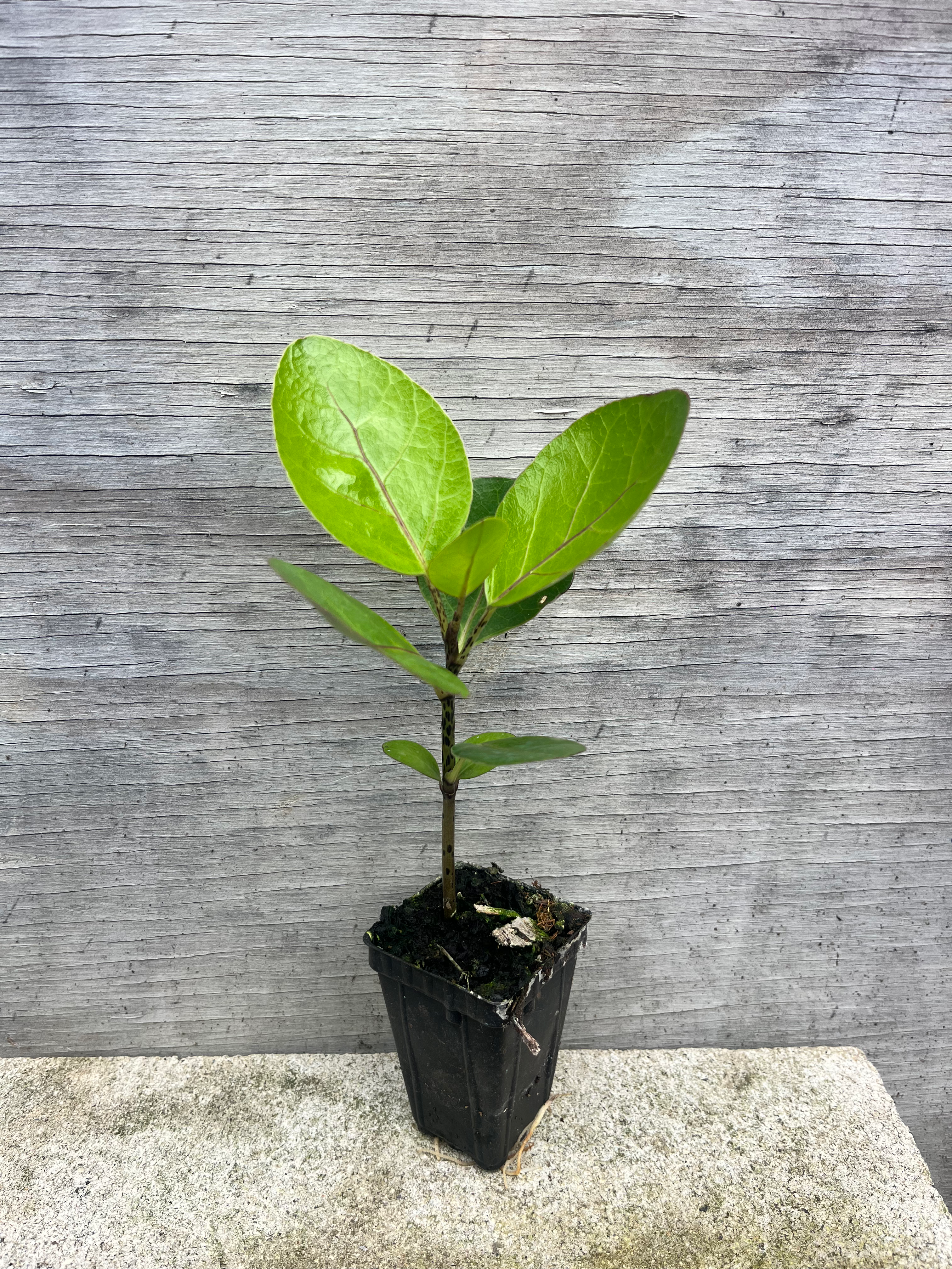 Meryta sinclairii (Puka)