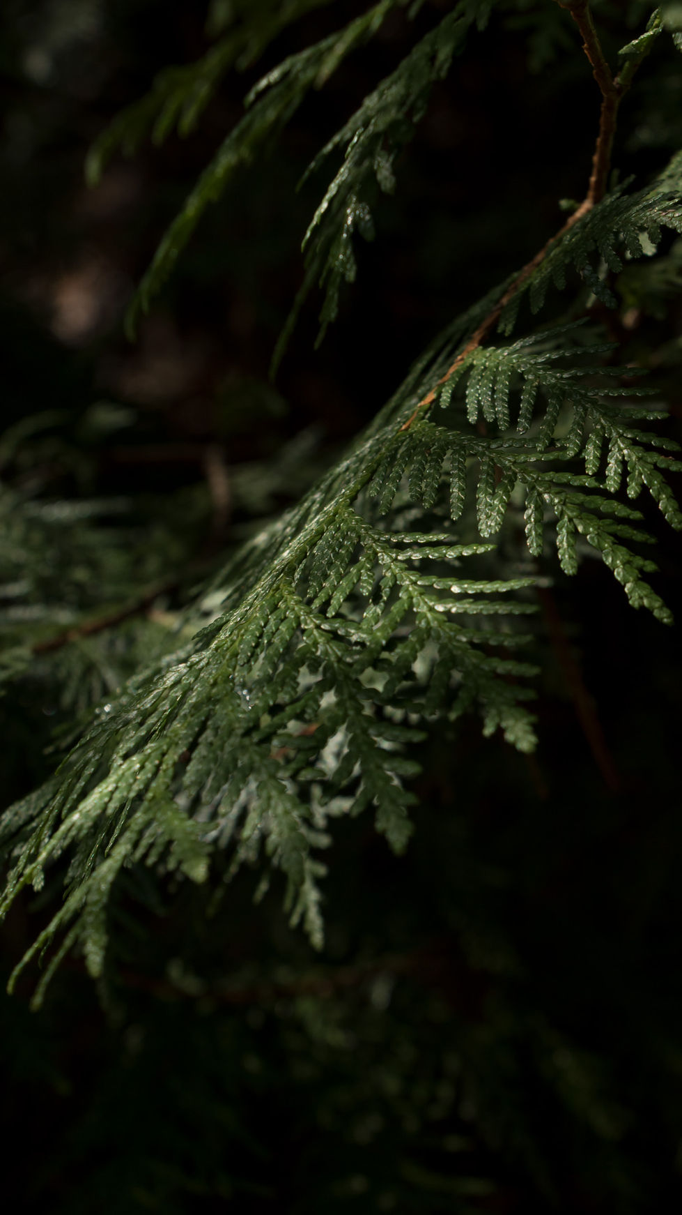 _MG_1420.jpg
