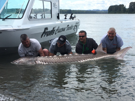 Huge Fraser River sturgeon from a guided fishing trip.