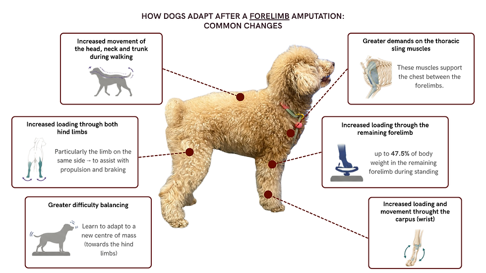 What Does Rehabilitation After Limb Amputation Involve?
