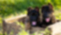 banner-german-shepherd-puppy-breeder-california-nadelhaus.jpg