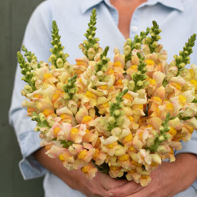 Thumbnail: Snapdragons