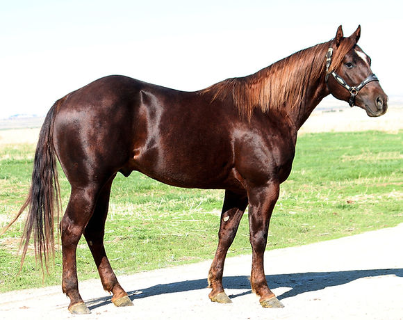 Dualin Thunder 3.jpg