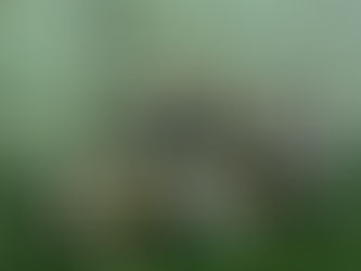 Tautas bumbas sacensības