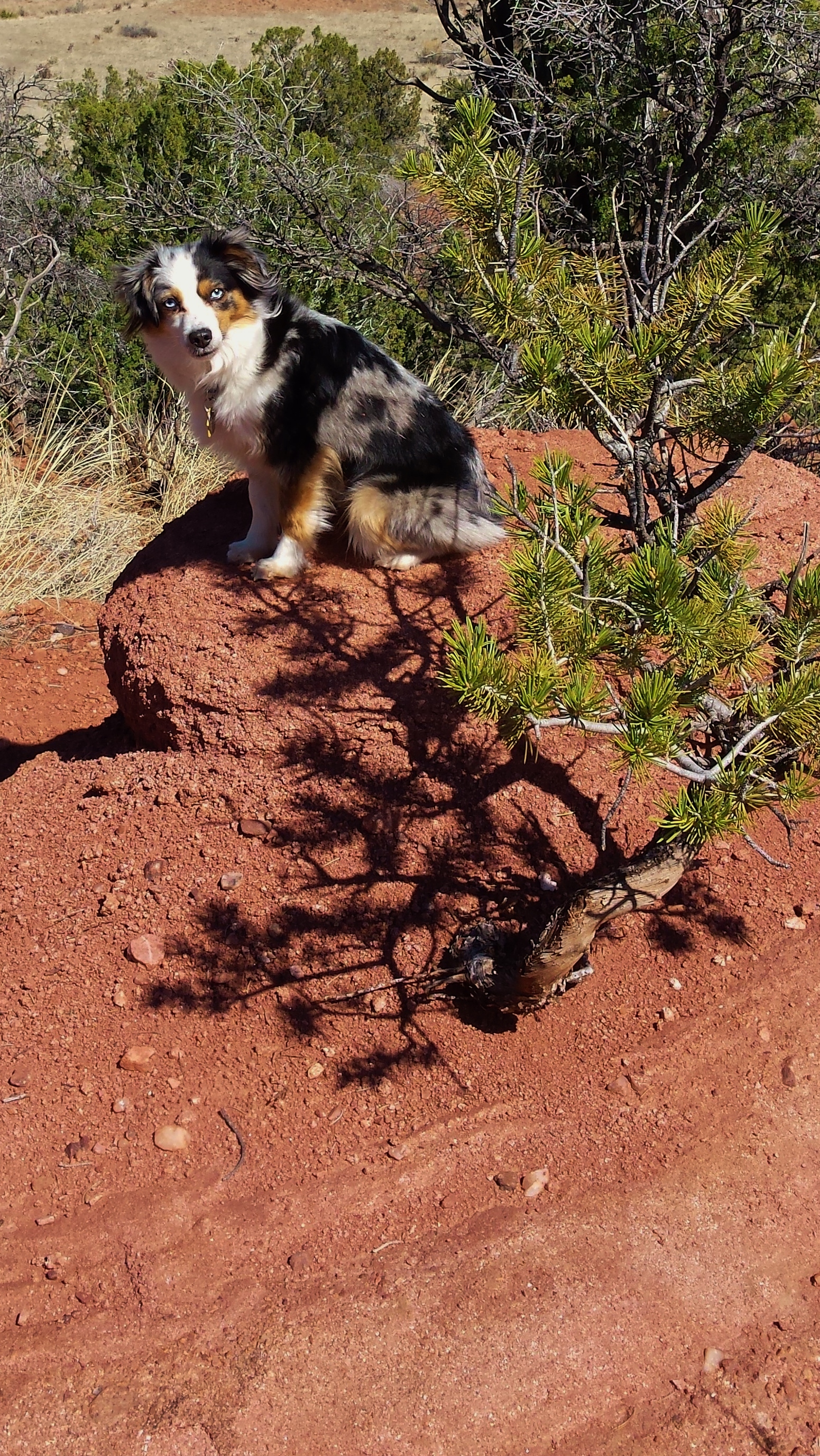 Indy from Toy Aussies in Colorado
