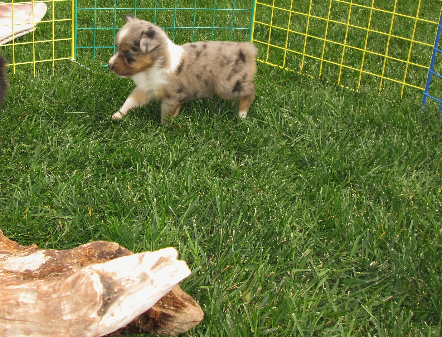 blue merle female