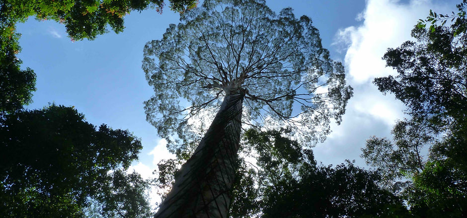 Tree resized.jpg
