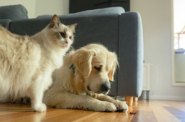 Pet Friendly Pest Control
