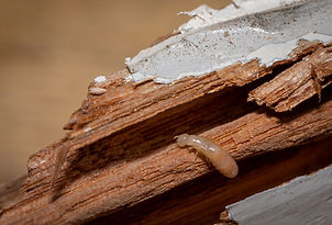 West Indian drywood termites inside timber