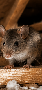 Specialist pest control services in Brisbane for rodents, bed bugs, borers, mosquitoes, carpet moths and fire ants