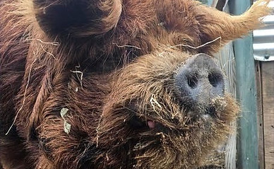 Arlo - Sire 1_edited_edited.jpg