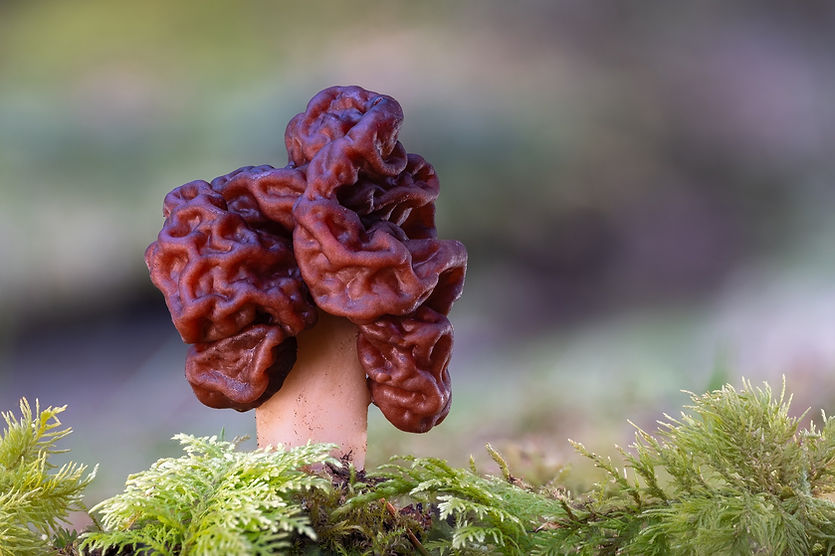 Frühjahrslorchel 26.04.03. 08 ZS retouched.jpg