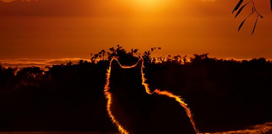 Pet Cremation Faithful Friends Pet Crematorium England