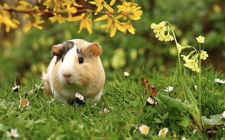 guinea pig.png