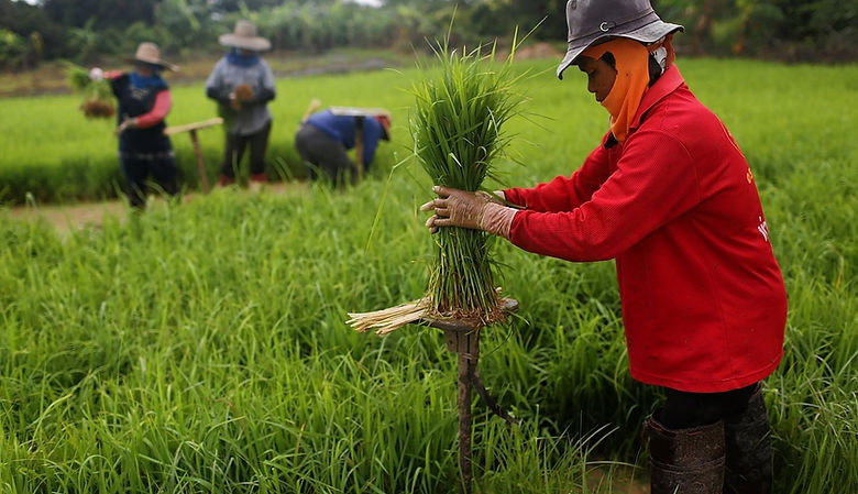 A subsidy plan has left the Thai government with as much as 15 million tons of rice. Here,