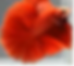 ree
