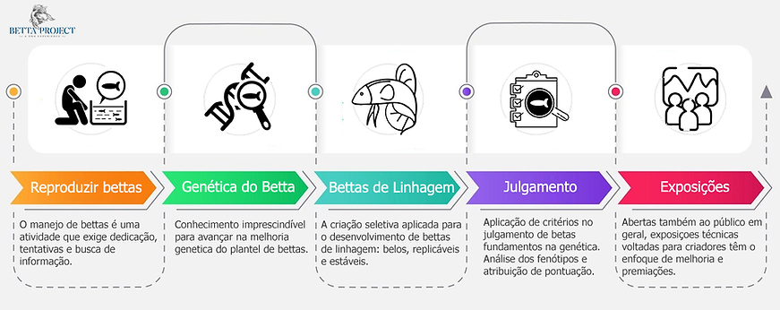 bettas-de-linhagem-framework.png