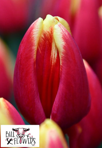 Tulipa Denmark.jpg