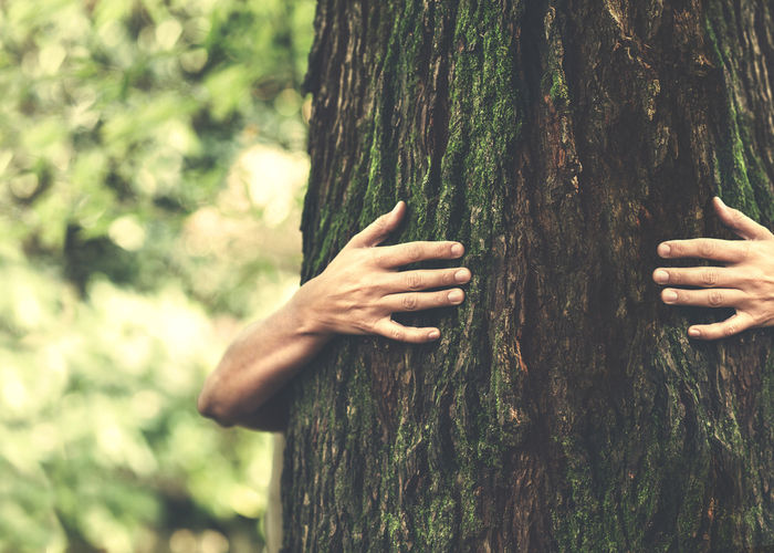 Perdre notre lien avec la nature : une baisse de plus de 50 % en 220 ans