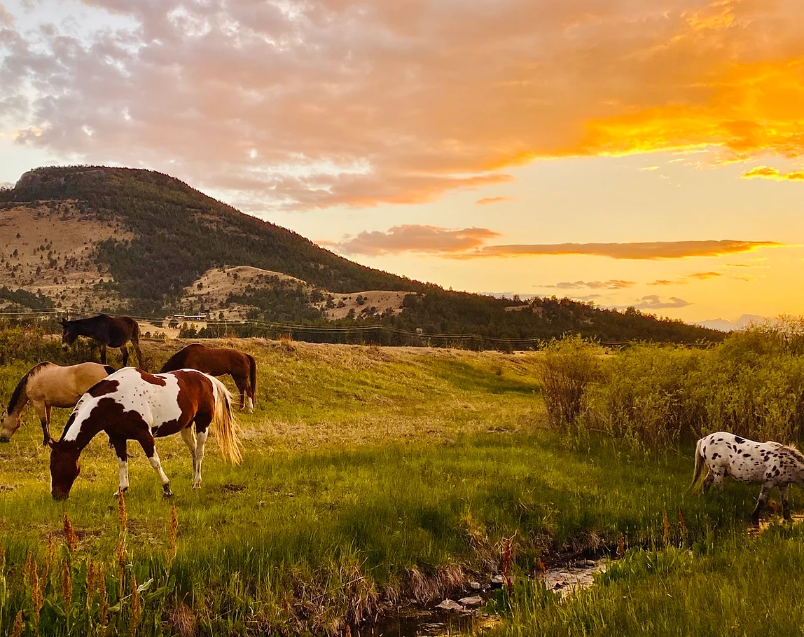 lorrayne horses.webp