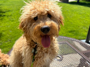 Rio | Golden Doodle | Rolling Hills Estates