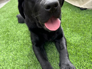 Ruby | Labrador Retriever | Los Angeles | In-Training