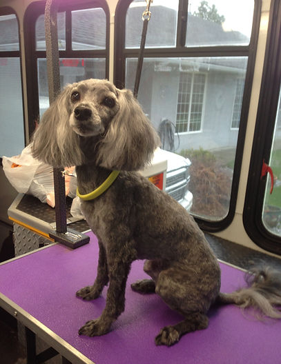 Honey the dog after being groomed by Sharan at Fido' Bubbles
