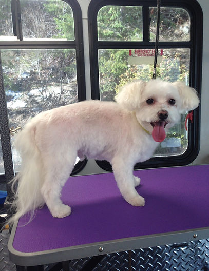 Ryly the dog after being groomed by Sharan at Fido' Bubbles