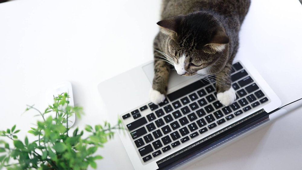 Integration Cat Purr-fect QuickBooks Integration for Your Cat Sitting Software