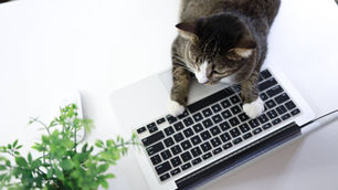 Purr-fect QuickBooks Integration for Your Cat Sitting Software