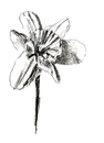 Selin_flower icon.png