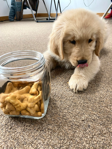 Golden Retriever puppy with Bellcate dog treats