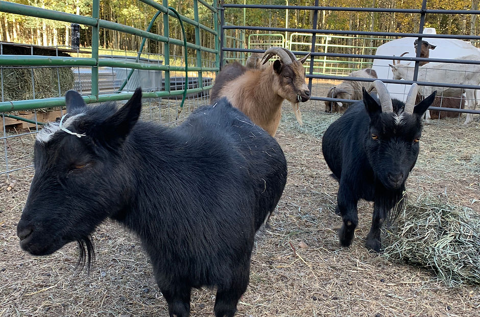 Two black goats and a brown goat standing in a farm yard.