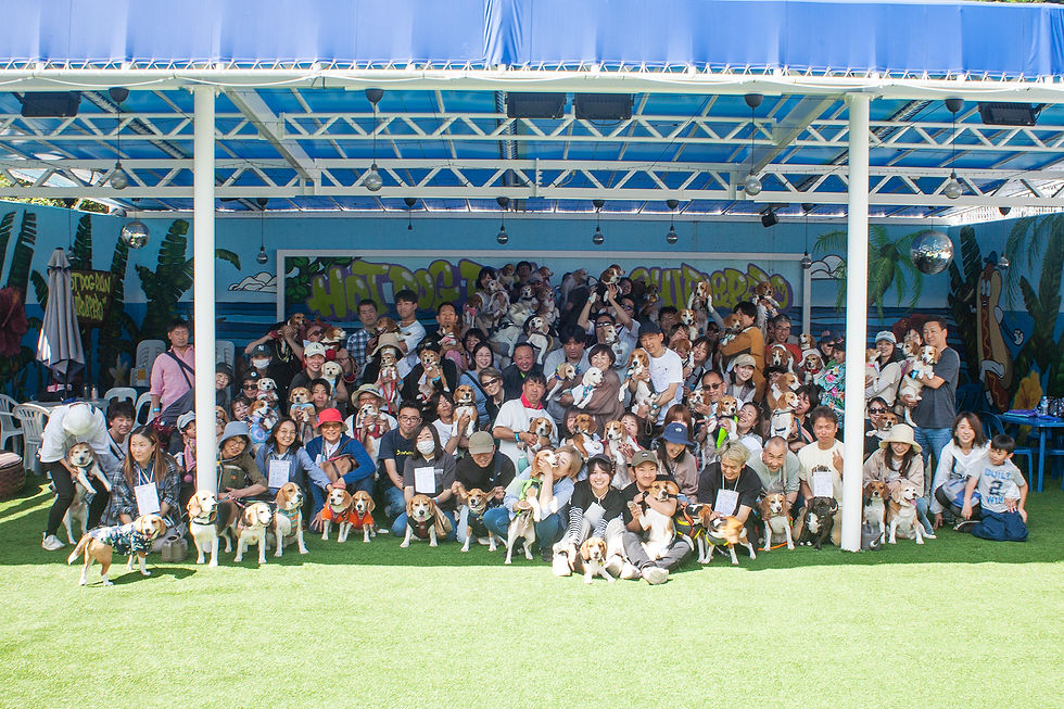 ビーグル集合1.jpg