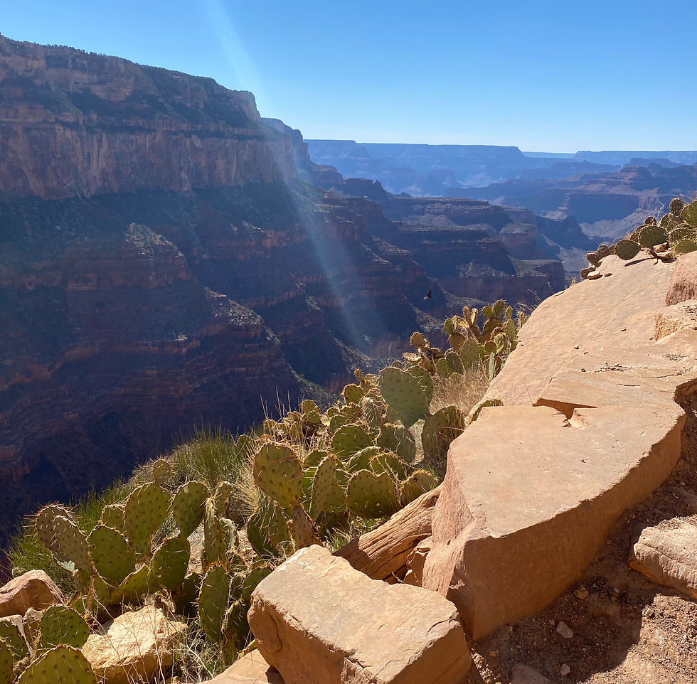 Cacti line the trail as you hike into the Canyon on the South Kaibab Trail. Photo by Alex Alley.