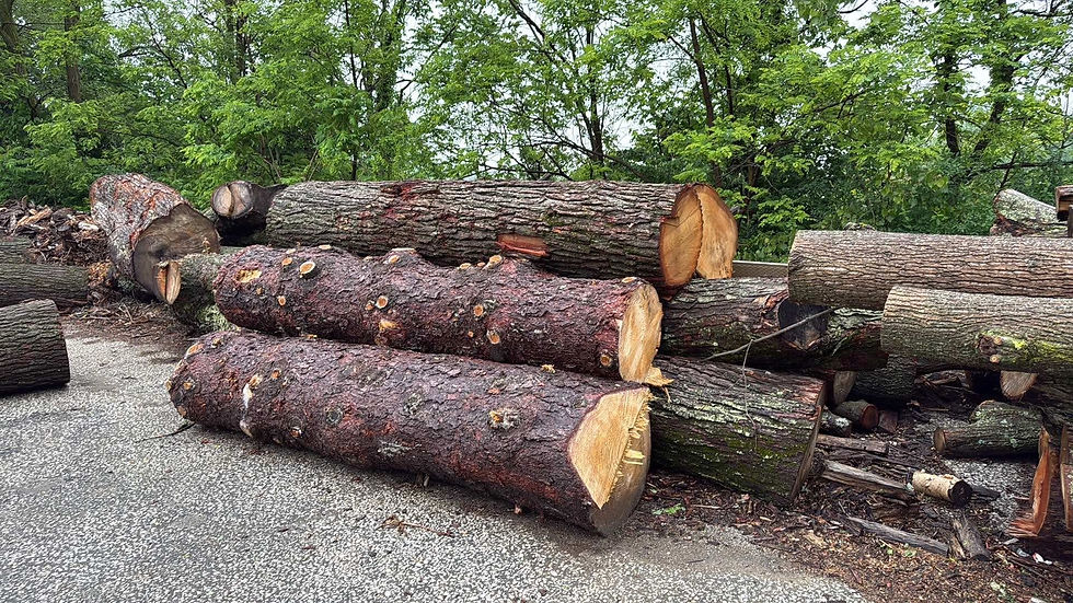 Russell Landscaping Tree Removal