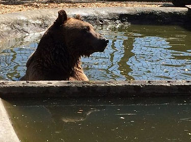 Braunbär im Becken im Bärenhof Berghausen