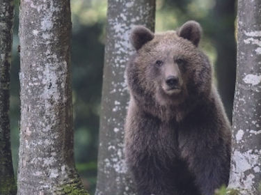 Braunbär im Wald