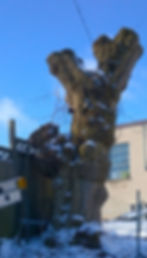 Elmira Burled Manitoba Maple Tree