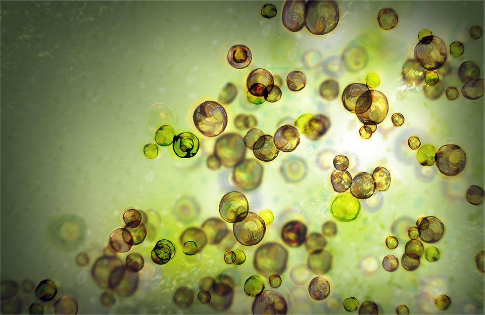 Image of Zooxanthellae under a microscope