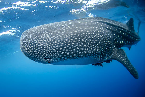 Photo by <a href="https://unsplash.com/@noaa?utm_content=creditCopyText&utm_medium=referral&utm_source=unsplash">NOAA</a> on <a href="https://unsplash.com/photos/gray-whale-underwater-a7T0PQol-6E?utm_content=creditCopyText&utm_medium=referral&utm_source=unsplash">Unsplash</a>
