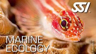 Marine Ecology