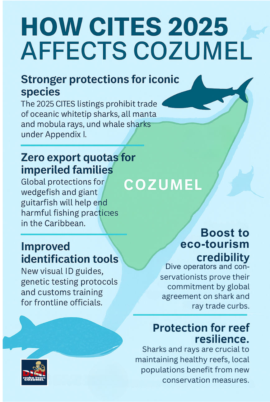 Infografía sobre cómo CITES 2025 afecta a Cozumel. Incluye protecciones para especies icónicas y el turismo, con un mapa verde y gráficos de tiburones.