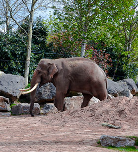 Elephant walking around enclosure